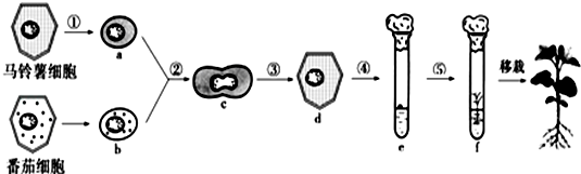 科学家利用番茄(2n)和马铃薯(4n)利用如图技术得到"番茄-马铃薯"植株.