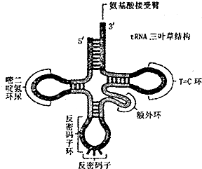 转运rna(transfer ribonucleic acid.trna)是具有携带