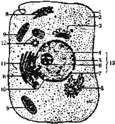 如图是电子显微镜下观察到一个动物细胞.请根