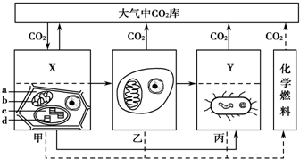 4.图为生态系统碳循环示意图,其中甲,乙,丙表示生态系统中的三种成分.