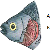 鱼是脊椎动物中种类最多的一个类群.结合鱼鳃