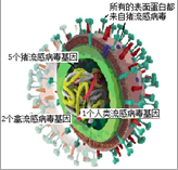 科学家很快测出该病毒同时包含猪流感病毒,禽流感病毒和人流感病毒的