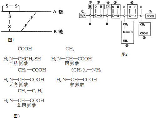 (1)氨基酸的结构通式可表示为