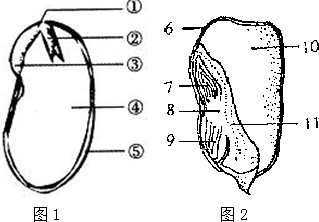 (3)将来发育成茎和叶的结构是菜豆种子的[②]胚芽和玉米籽粒的[7]