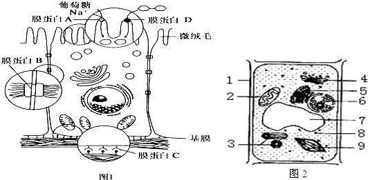 图1表示小肠上皮细胞亚显微结构示意图,图2是植物细胞亚显微结构示意