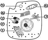 如图是某高等动物细胞亚显微结构模式图,据图分析,下列说法正确的是
