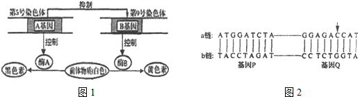 燕麦的颖色有黑颖,黄颖,白颖三种,其性状的遗传受两对等位基因(a和a,b