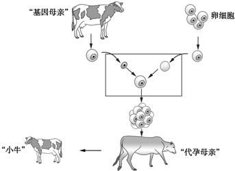 18.如图是克隆牛的培育过程示意图,请据图回答下列问题.