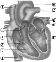 图是心脏结构示意图.识图回答:(1)填写各部分名