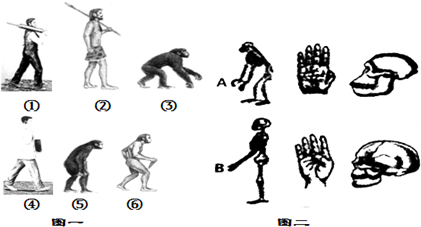 如图甲为人类进化历程,图乙为人与黑猩猩的骨骼特征比较,请据图回答