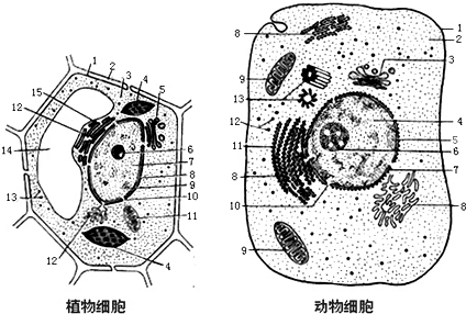 (2)与图中动物细胞相比,图中植物细胞内与能量转换有关的特有细胞器