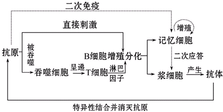 8关于浆细胞产生途径的叙述不准确的是