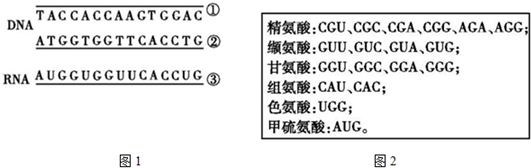 dna的片段及其转录出的信使rna,图2框中列举了几种相关氨基酸的密码子