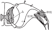 如图为膝跳反射反射弧的结构示意图.请据图回答下列相关问题