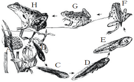 如图是某同学观察到的青蛙发育过程示意图,请据图分析回答下列问题.