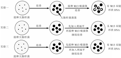 下图是验证dna复制需要rna分子作为引物的实验过程,m13噬菌体是一种