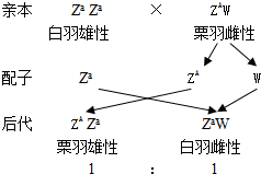 种群生态与人口问题_...面研究了某稳定生态系统中一种动物的繁殖发育及种群