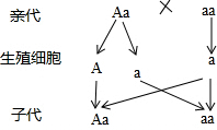 解答 解:aa亲本与aa亲本的遗传图解如图