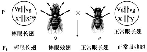 用纯合子果蝇作为亲本研究两对相对性状的遗传实验,结果如表