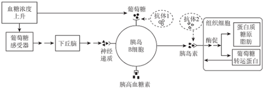 4.如图表示胰岛素分泌调节过程及胰岛素的作用机理.请分析冋答