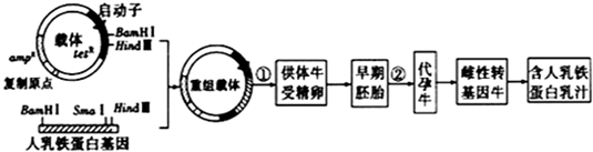 7图是培育表达人乳铁蛋白的乳腺生物反应器的技术路线图中tet