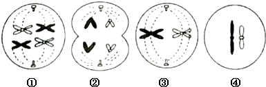 2下列有关某生物体各细胞分裂示意图的叙述正确的是