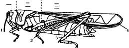 (3)蝗虫共有三对足,其中适于跳跃的是发达的[3]后足.