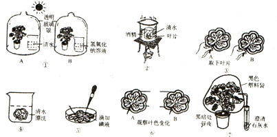 《生物圈中的绿色植物》相关知识后,利用课余时间,用银边天竺葵作实验