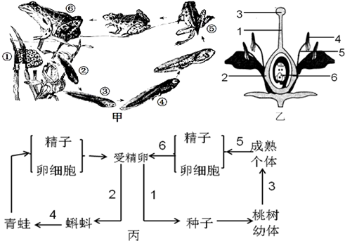 5如图甲是青蛙的发育过程图乙是桃花的基本结构模式图图丙是某校八