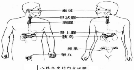 (1)注明各部分名称:③胸腺④肾上腺(2)若食物中缺碘.