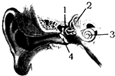 [2]半规管 c. [3]耳蜗 d. [4]鼓膜 查看答案和解析>>