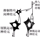 图表示传入神经纤维的轴突末梢释放兴奋性递质,引起伸肌运动神经元