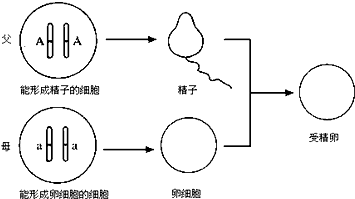 分析 人类的abo血型系统分为a型,b型,ab型,o型四种