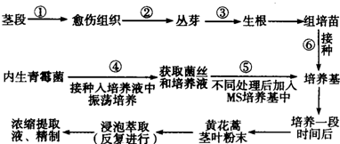 12.赤霉素和矮壮素均广泛用于植物栽培.从黄芩