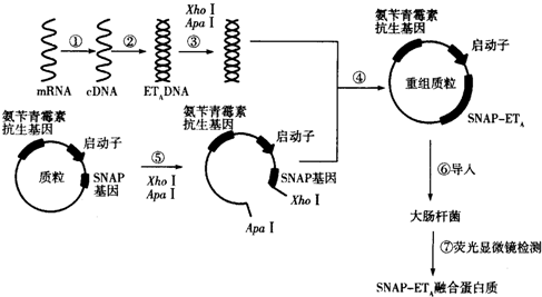 12.赤霉素和矮壮素均广泛用于植物栽培.从黄芩