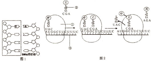 图1中方框内所示结构是rna的一部分.它的合成是以dna