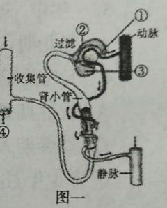如图是尿液的形成过程示意图,据图回答下列问题