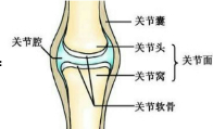 ①关节头②关节窝③关节囊④关节面⑤关节腔