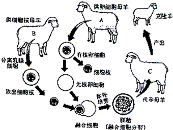 19如图是克隆羊诞生的全过程图解请判断克隆羊的外貌最像