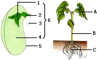 如图是菜豆种子和幼苗模式图,请回答