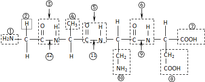 丙胺酰-L-胱氨酸