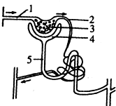 a肾小球b肾小囊c肾小管d肾单位