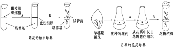 如图表示菊花的嫩枝和月季的花药离体培养过程,请据图回答下面的问题.