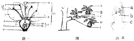 18.如图是桃花,枝条和枝芽结构示意图,请据图回答下列问题