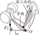 若把前臂看成杠杆,支点在肘关节的o位置,肱二头肌收缩抬起前臂是动力