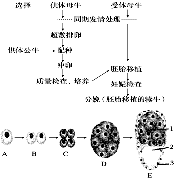 8.如图为胚胎移植的基本程序及早期胚胎发育过程,请据图回答