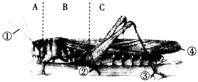 如图是蝗虫的外部形态图,据图回答