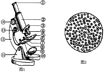 观察显微镜结构图1,回答下列问题