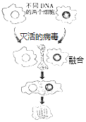 5.如图表示用灭活的病毒促使细胞融合的过程,下列说法正确的是(  )