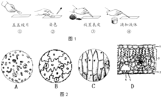 如图是植物细胞和动物细胞的结构示意图,据图回答下列问题:(注意:括号